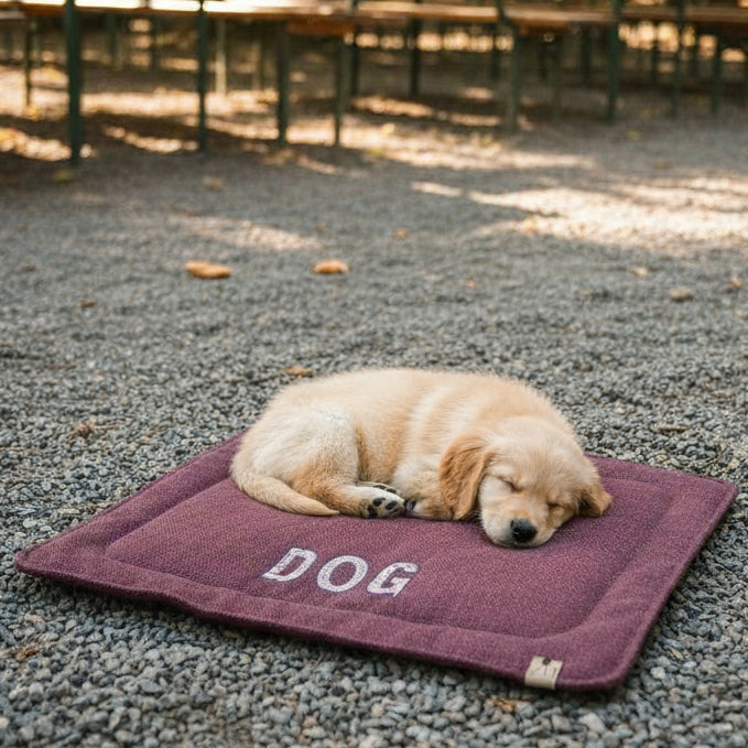 Ein Welpe auf einer Hundedecke in einem Biergarten.
